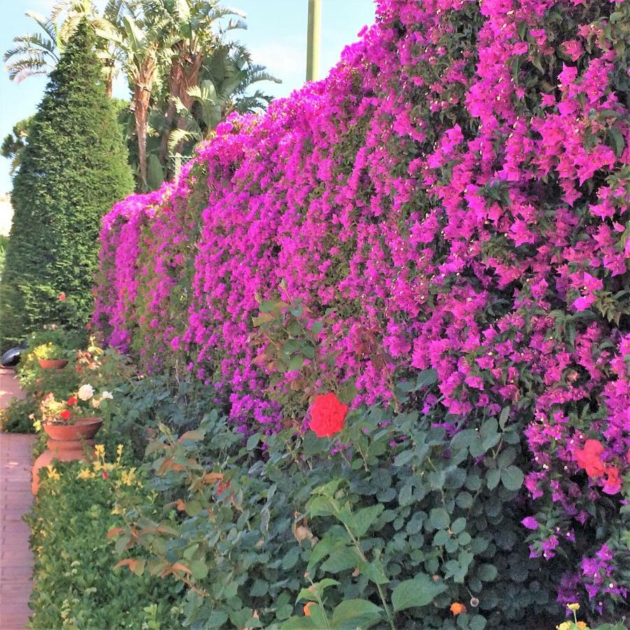 Con Giardino Esclusivo Di 1000 Mq, Piscina, Tennis, Calcio, Bocce Forio (Isola d'Ischia)